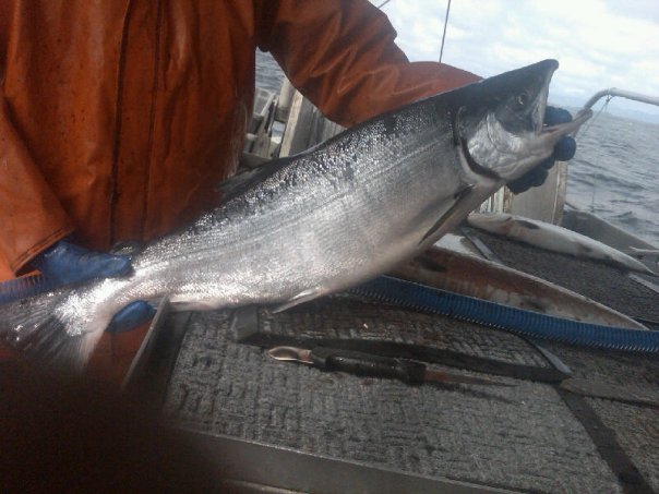 Bright Keta salmon caught at Tree point, Alaska